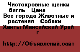 Чистокровные щенки бигль › Цена ­ 15 000 - Все города Животные и растения » Собаки   . Ханты-Мансийский,Урай г.